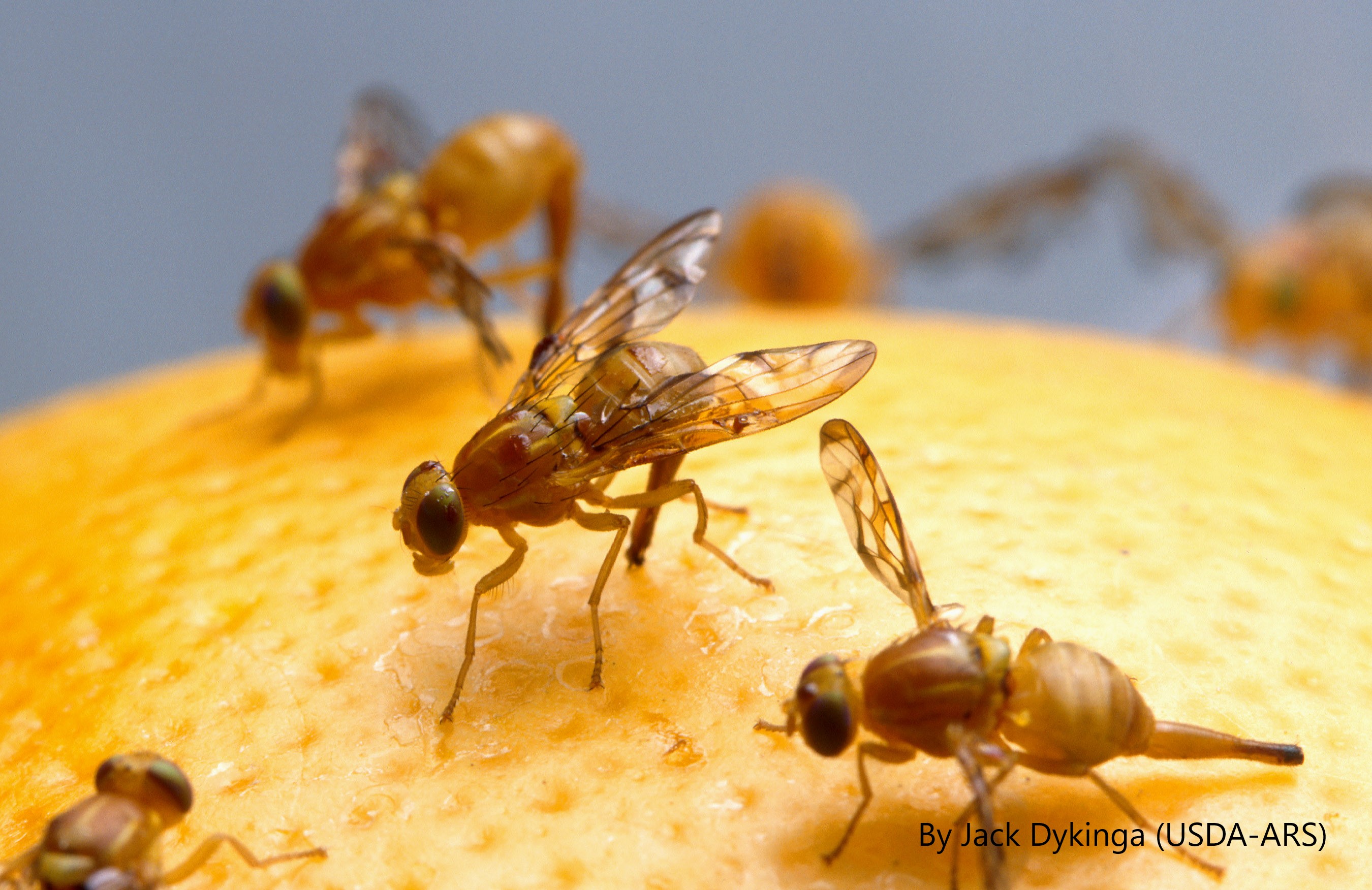 <p><em>Anastrepha ludens</em> (Mexican Fruit Fly): APHIS Removes the Quarantine Area in Weslaco, Hidalgo County, Texas</p>
