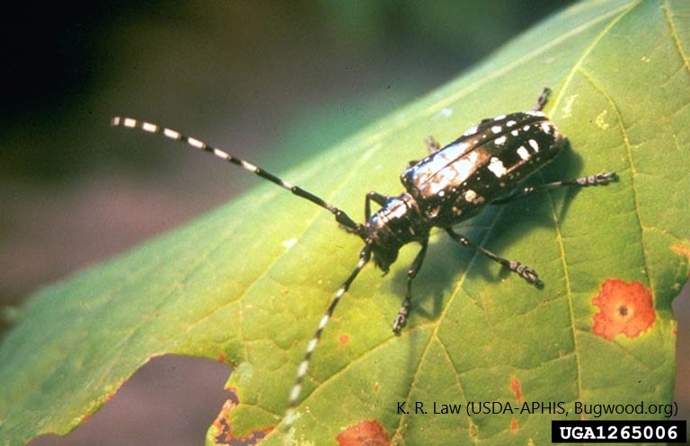 <p><em>Anoplophora glabripennis</em> (Asian Longhorned Beetle): APHIS Removes Portions of Tate Township and East Fork State Park, Clermont County, Ohio from the Quarantined Area</p>