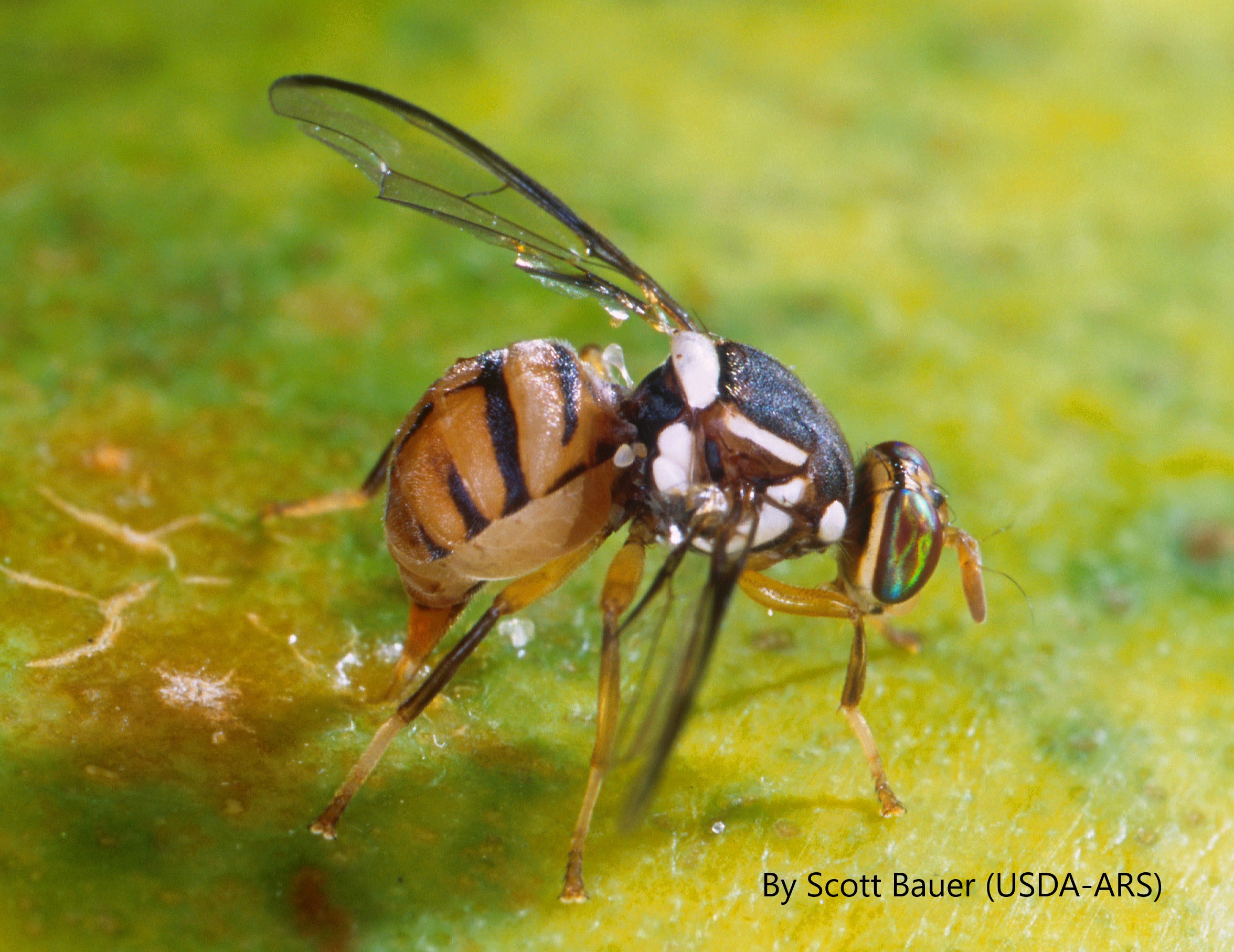<p><em>Bactrocera dorsalis </em>(mosca oriental de la fruta)<em>:</em> APHIS establece área bajo cuarentena en Fountain Valley, condado Orange, California</p>