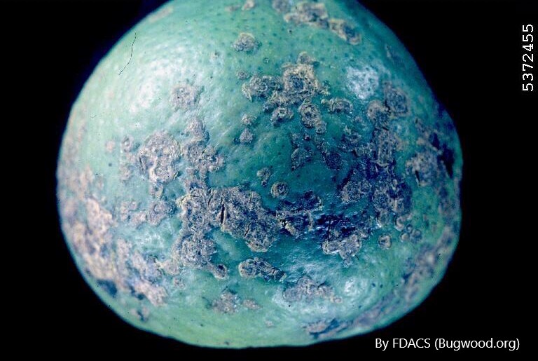 <p>APHIS Expands the Sweet Orange Scab Quarantined Area in California</p>