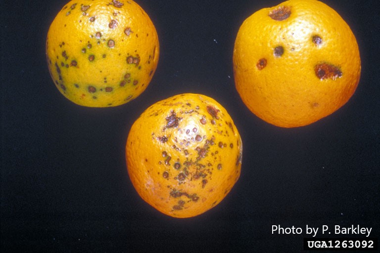 <p><em>Phyllosticta citricarpa</em> (causal agent of Citrus Black Spot): APHIS Updates the Quarantine Area in Florida</p>