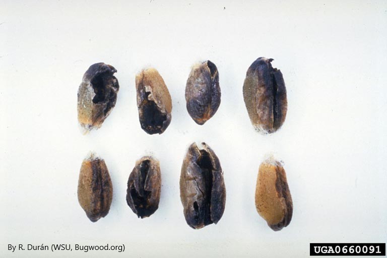 <p><em>Tilletia indica</em> (Karnal Bunt): APHIS Reduces Regulated Areas in Maricopa County in Arizona</p>